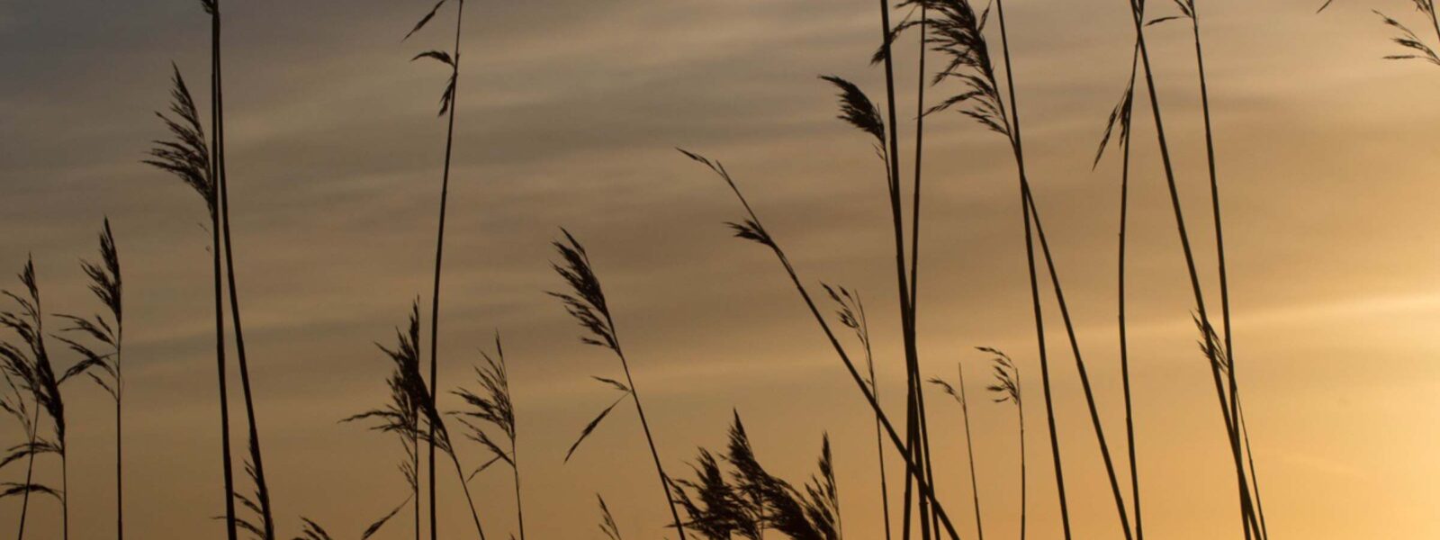Gräser in der Abendsonne - Nordsee, Küste, Sonnenuntergang Trauergottesdienste am Meer oder Deich im Kirchenkreis Nordfriesland