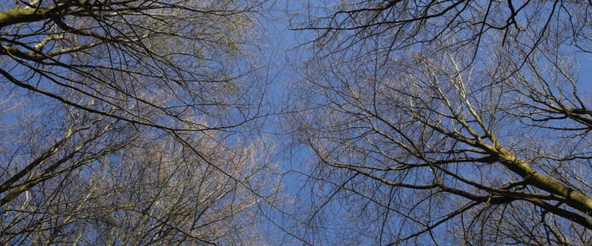 Bäume gen Himmel - Zeit zum Sprechen mit Kirche in Nordfriesland über Probleme und Krisen, Kraft und Mut machen