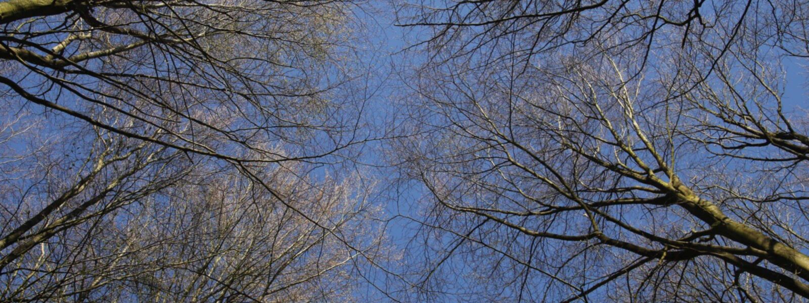 Bäume gen Himmel - Zeit zum Sprechen mit Kirche in Nordfriesland über Probleme und Krisen, Kraft und Mut machen