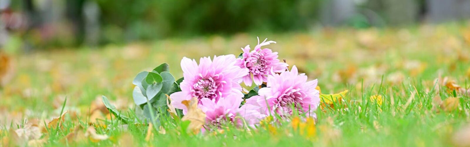 Kirche Nf Dienste Und Werke Friedhof 01 Blumen Fullwidth