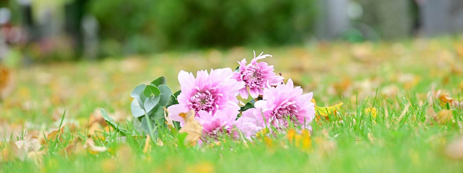 Kirche Nf Dienste Und Werke Friedhof 01 Blumen Fullwidth